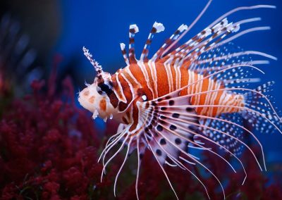 scorpion fish