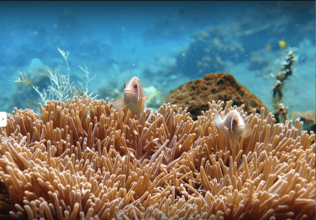 Tulamben Coral Garden Dive Spot